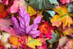 秋で色づく葉