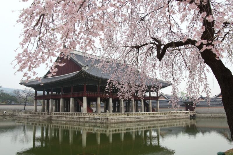 韓国の桜の景色